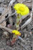 Tussilago farfara