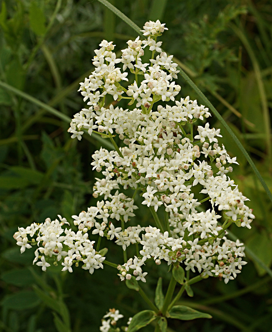 Image of Galium boreale specimen.