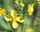 Image of taxon representative. Author is Тамара Риб