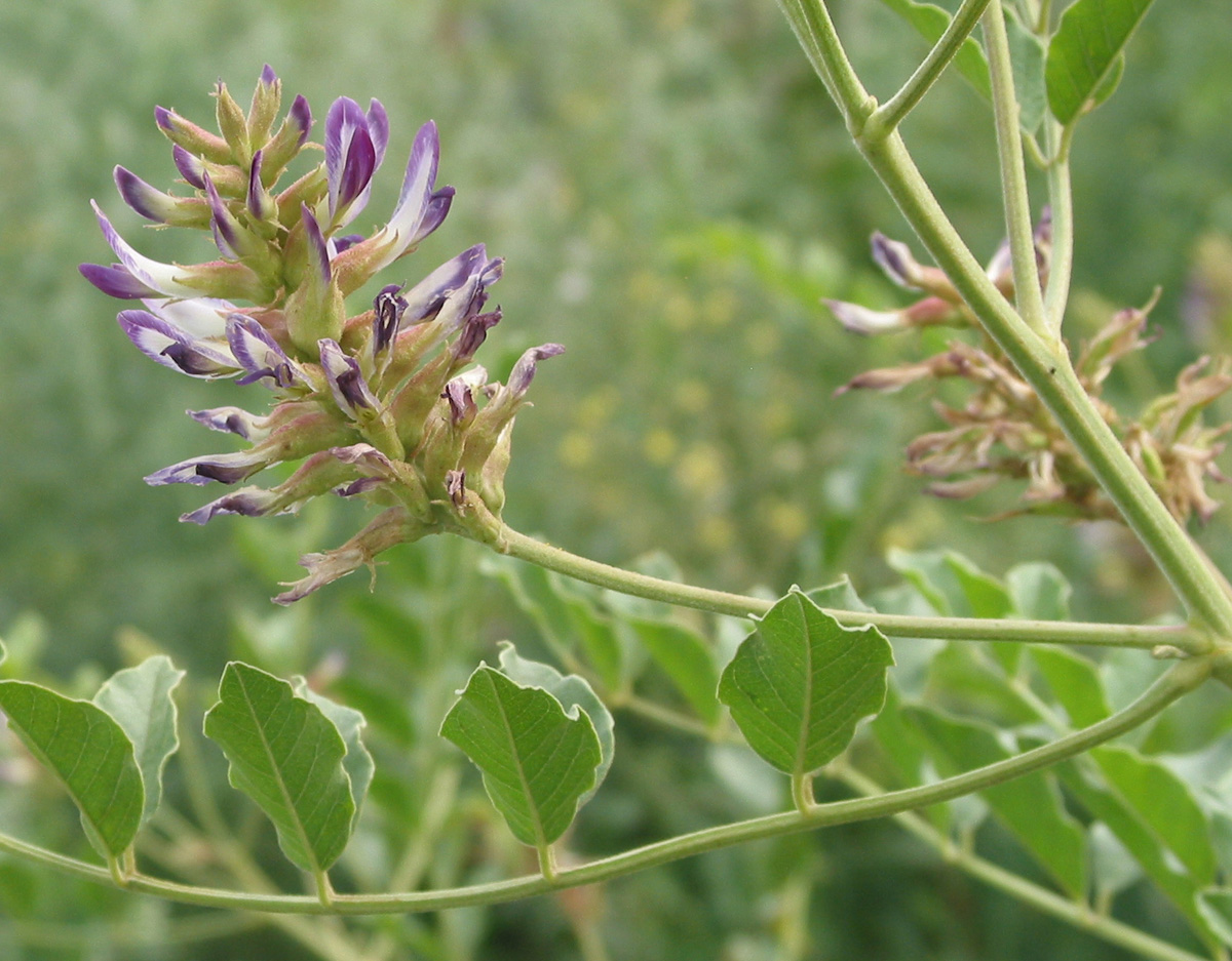 Изображение особи Glycyrrhiza soongorica.