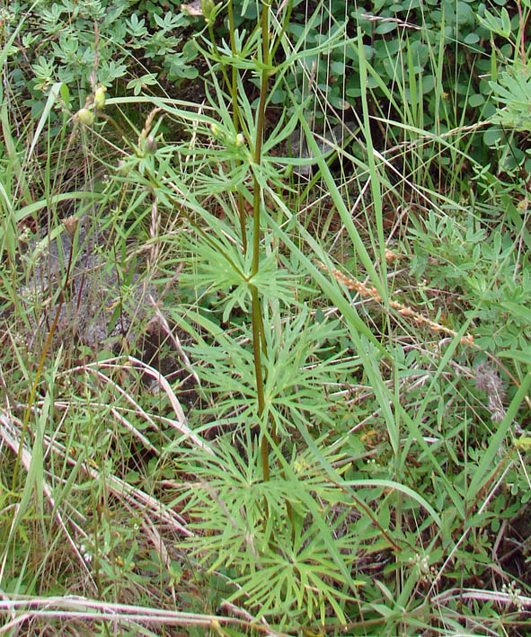 Изображение особи Aconitum ambiguum.