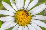Tripleurospermum inodorum