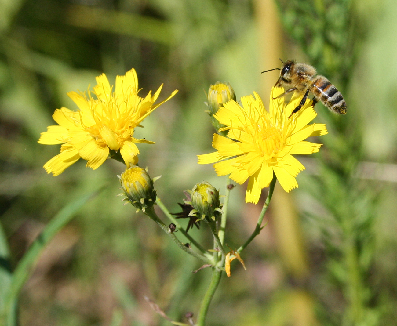 Image of Hieracium umbellatum specimen.