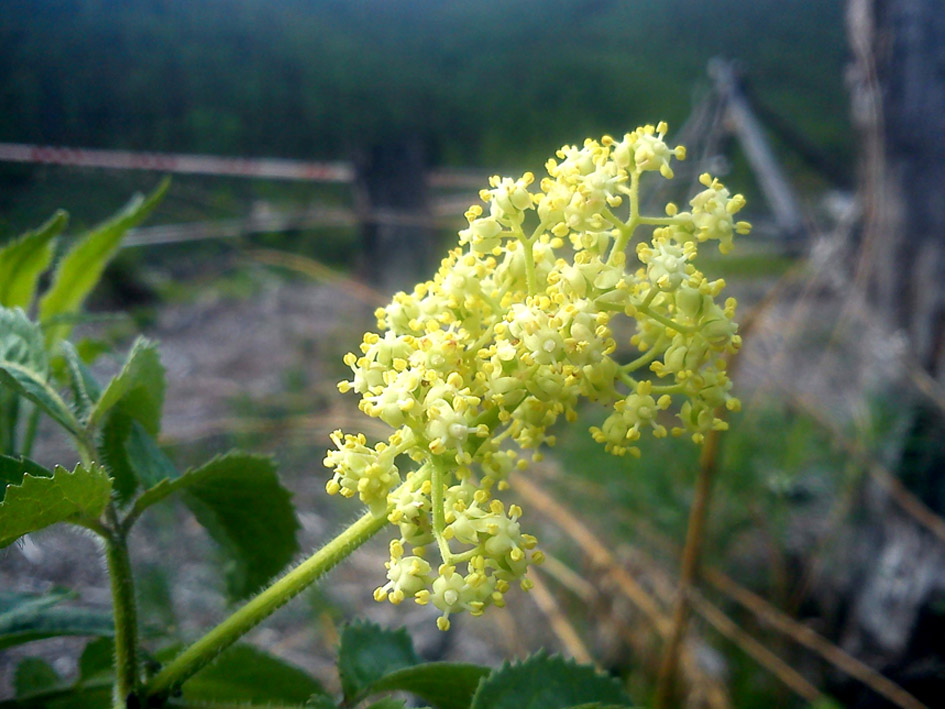 Image of Sambucus sibirica specimen.