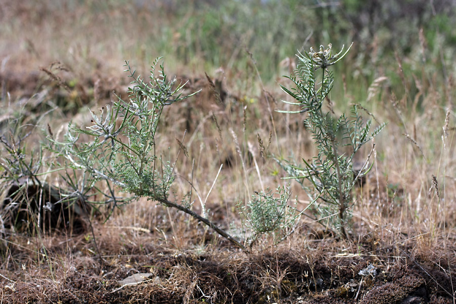 Изображение особи Astragalus neolipskyanus.