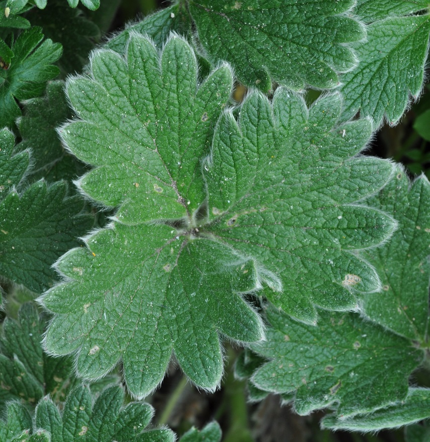 Image of Potentilla megalantha specimen.