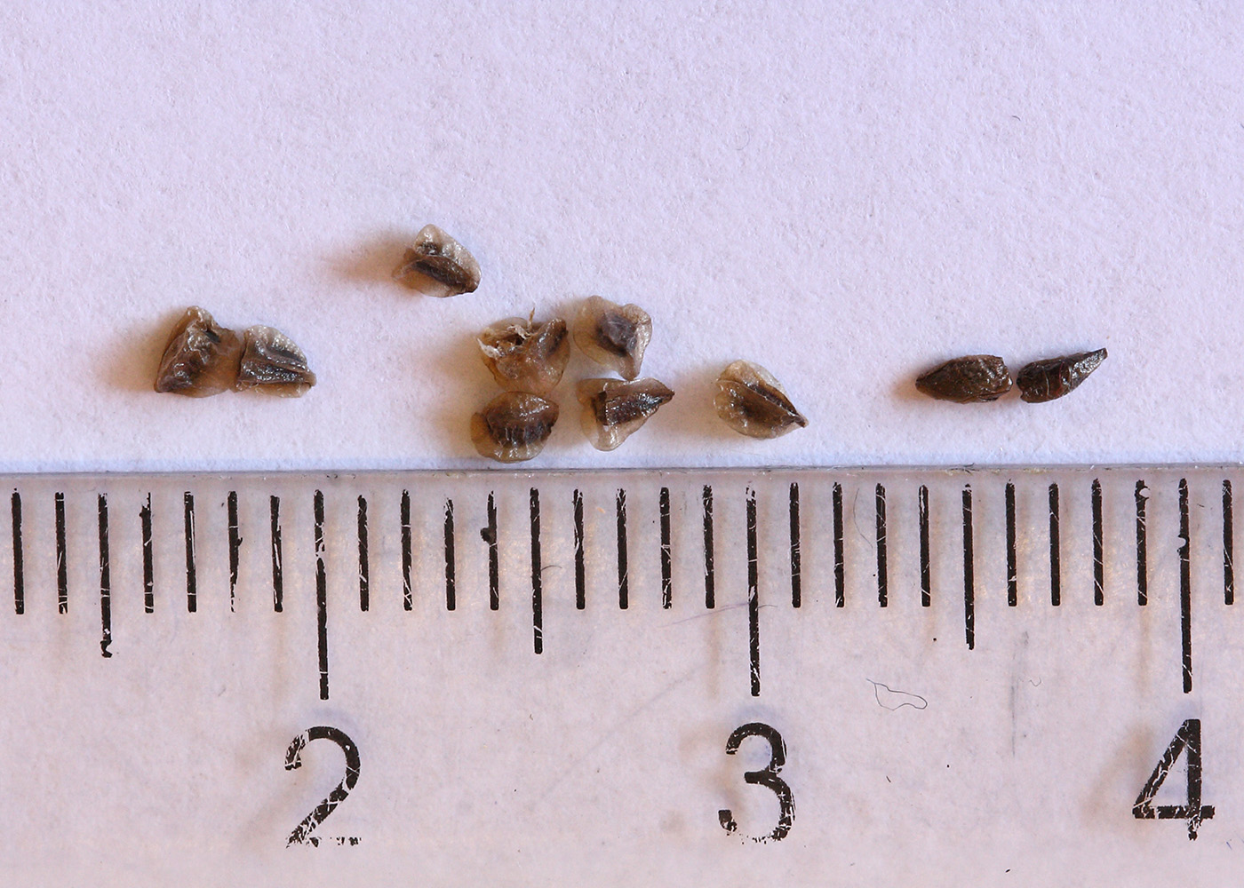Image of Delphinium cheilanthum specimen.