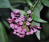 Cestrum cultum