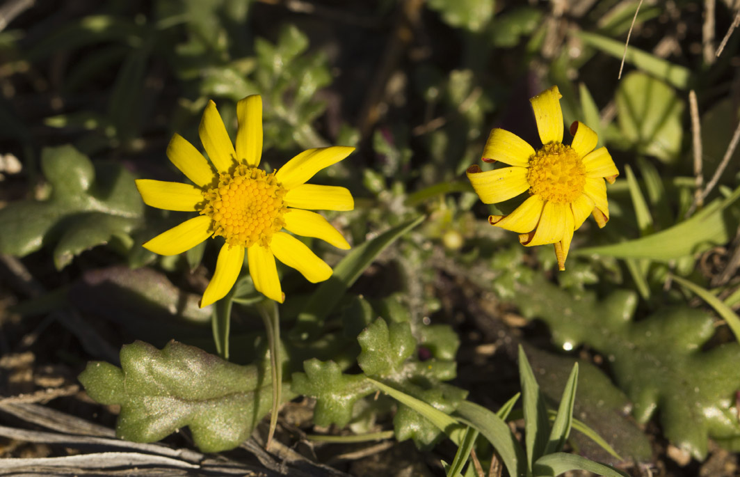 Изображение особи Senecio leucanthemifolius.