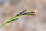 Carex cespitosa. Верхушка побега с соцветиями. Мурманская обл., Кандалакшский р-н, галечно-песчаный берег оз. Ориярви. 19.06.2015.