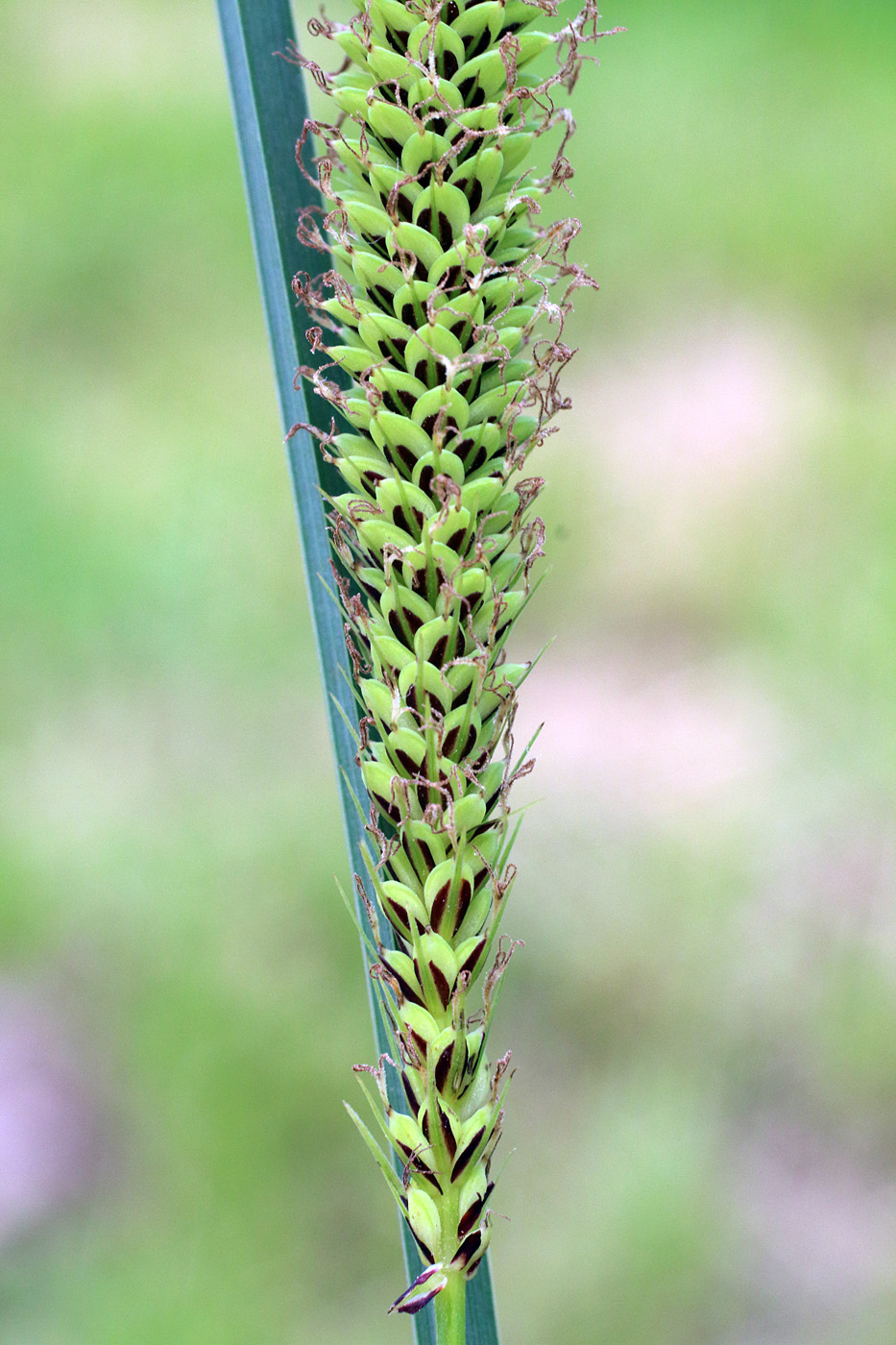 Изображение особи Carex acutiformis.