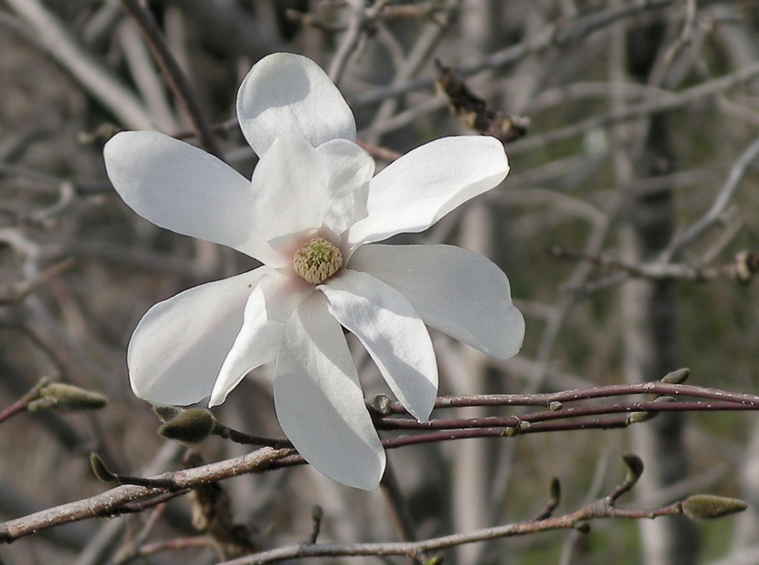 Image of Magnolia kobus specimen.