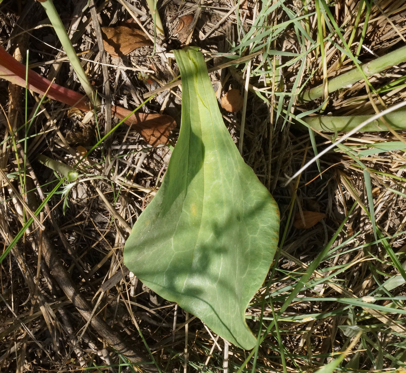 Image of Limonium myrianthum specimen.