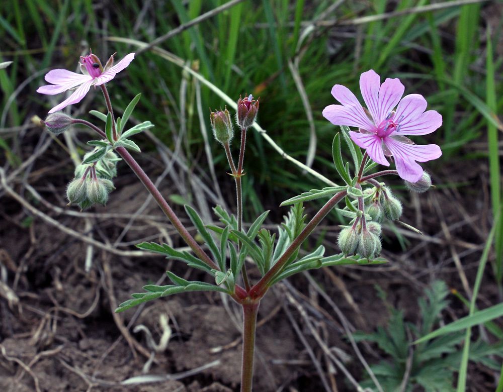 Изображение особи Geranium tuberosum.