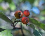 Crataegus sanguinea. Плоды. Бурятия, Верхнеангарская котловина, долина р. Дзелинда в р-не источников, хвойный лес. 24.08.2007.