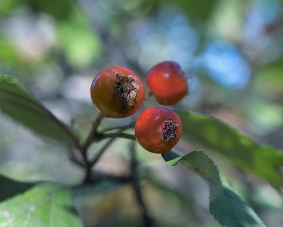Image of Crataegus sanguinea specimen.