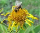 Inula helenium