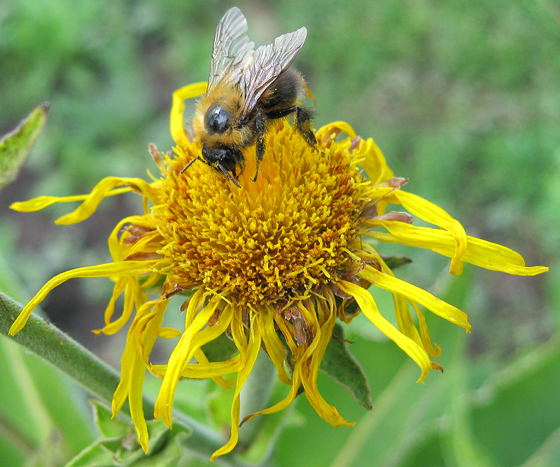 Изображение особи Inula helenium.