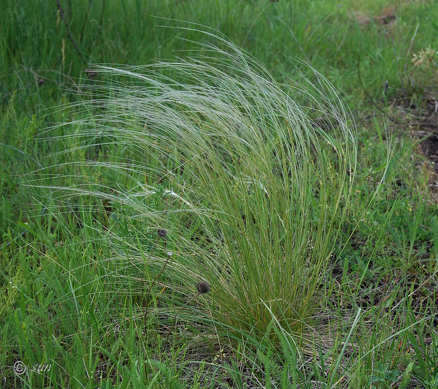 Image of Stipa lessingiana specimen.