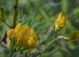 Lathyrus pratensis