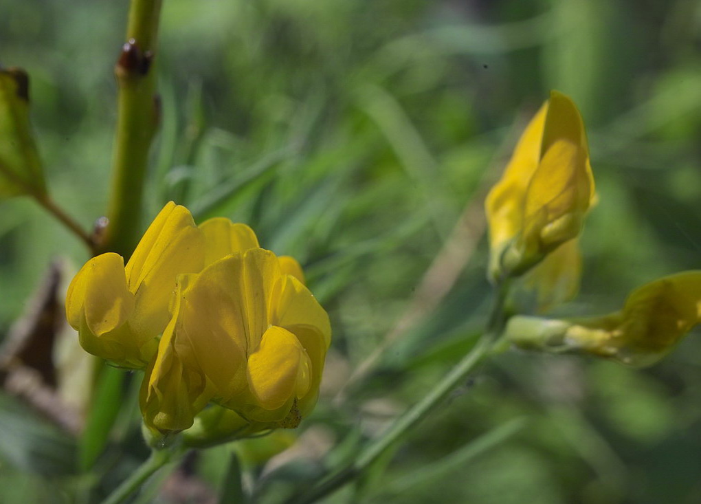 Image of Lathyrus pratensis specimen.