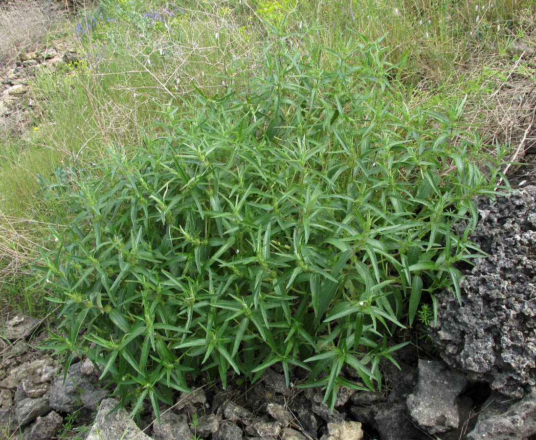 Image of Phlomis pungens specimen.