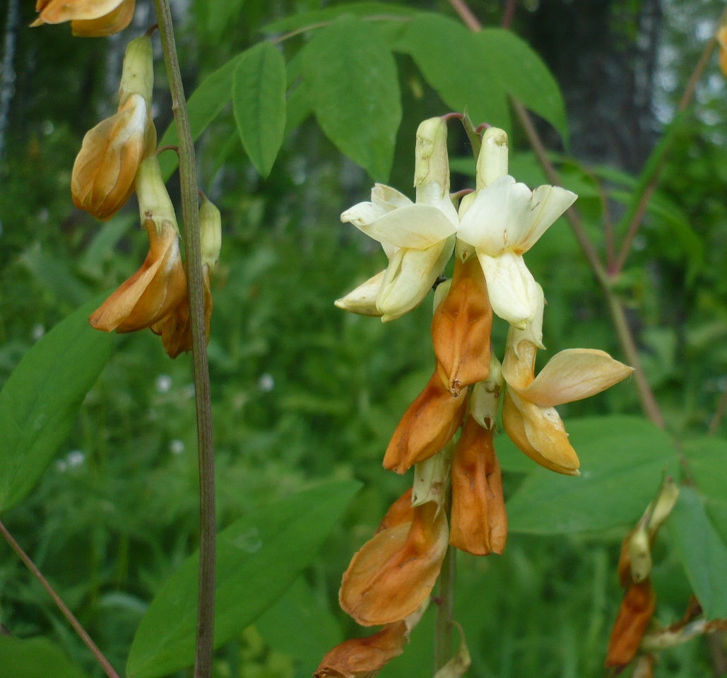 Image of Lathyrus gmelinii specimen.
