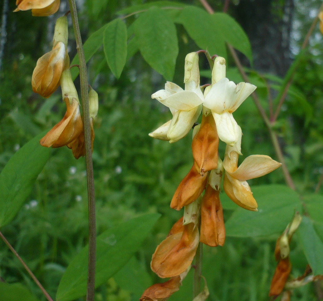 Изображение особи Lathyrus gmelinii.