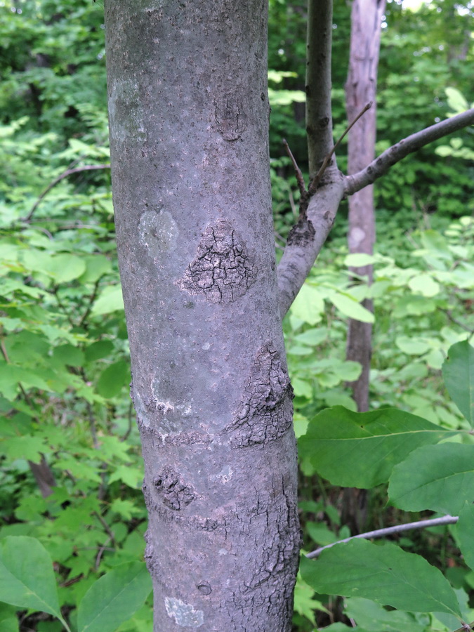 Image of Fraxinus rhynchophylla specimen.