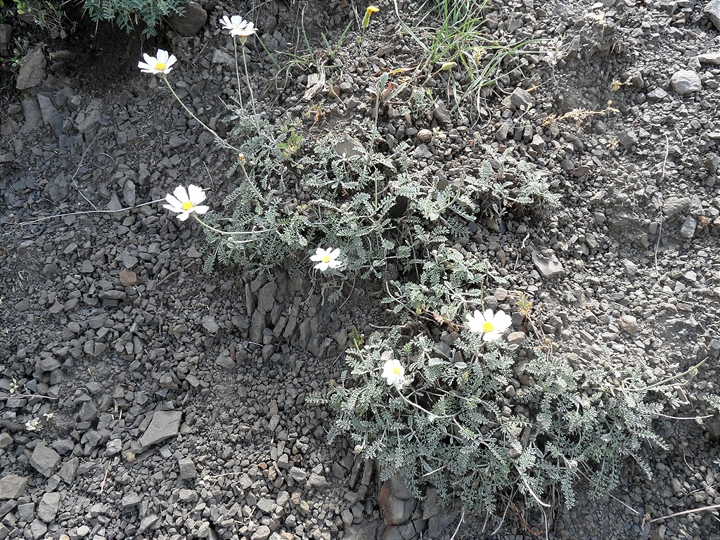 Image of Anthemis fruticulosa specimen.