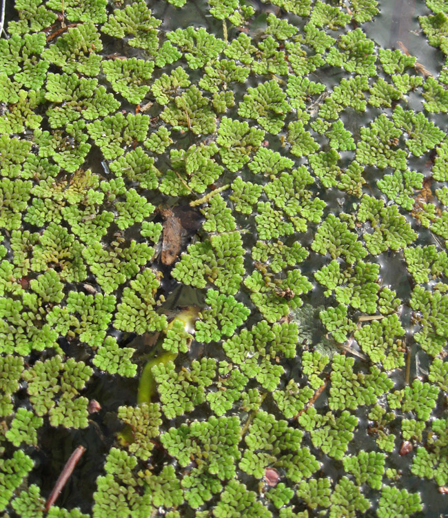 Image of Azolla caroliniana specimen.
