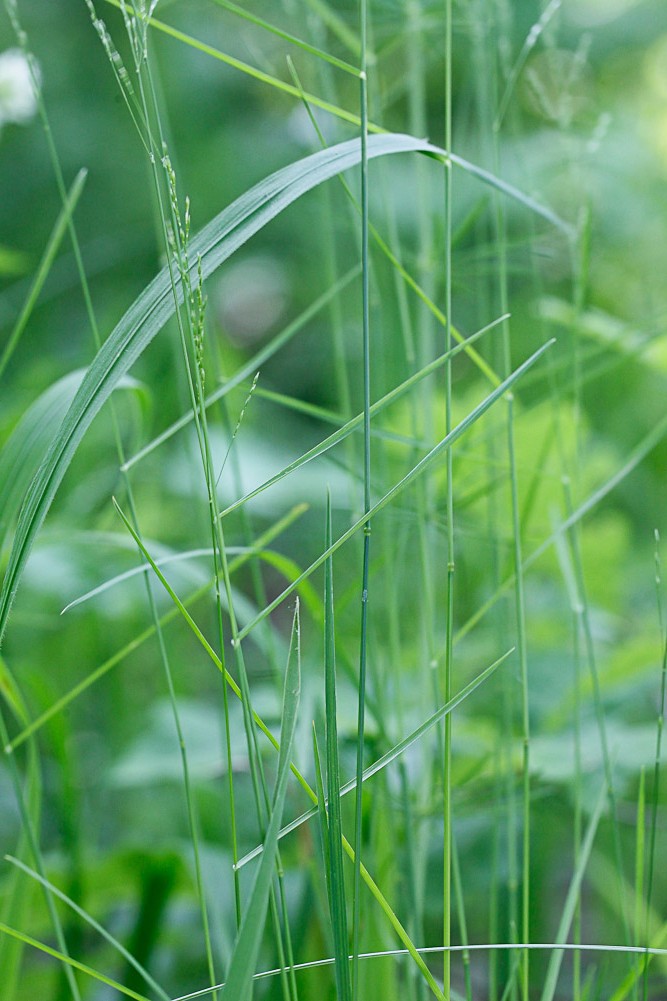 Изображение особи Poa nemoralis.