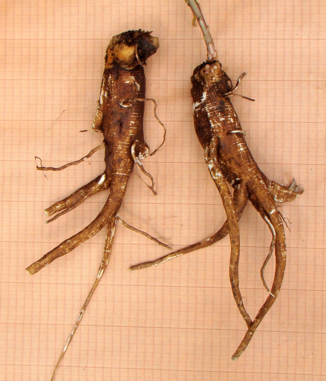 Image of Phytolacca americana specimen.