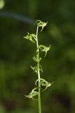 Platanthera maximowicziana. Соцветие. Приморский край, окр. г. Находка, в дубовом лесу. 04.07.2016.