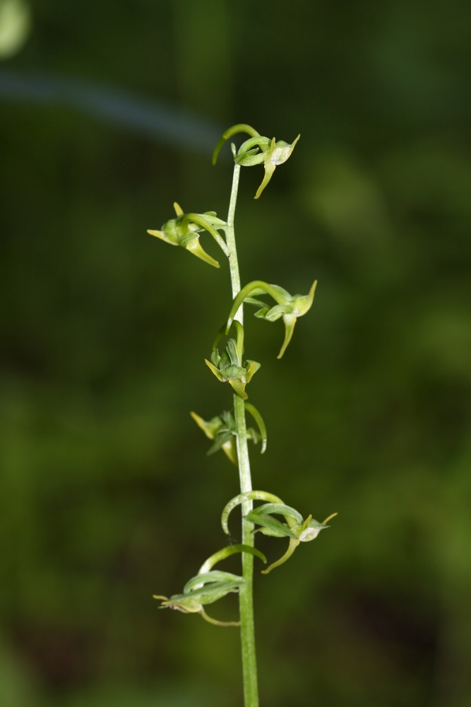 Изображение особи Platanthera maximowicziana.