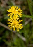 genus Pilosella