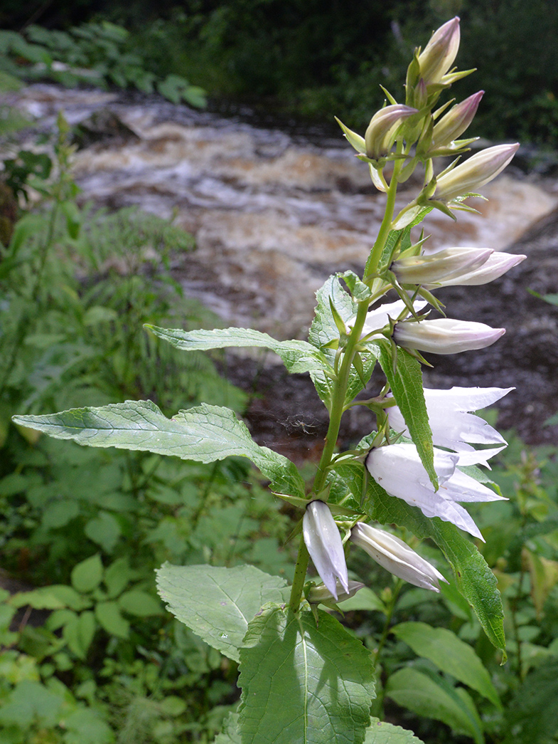 Изображение особи Campanula latifolia.