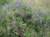 Vicia cracca. Цветущие и плодоносящие растения, забравшиеся на ветви шиповника. Кольский п-ов, Восточный Мурман, Дальние Зеленцы. 10.08.2016.