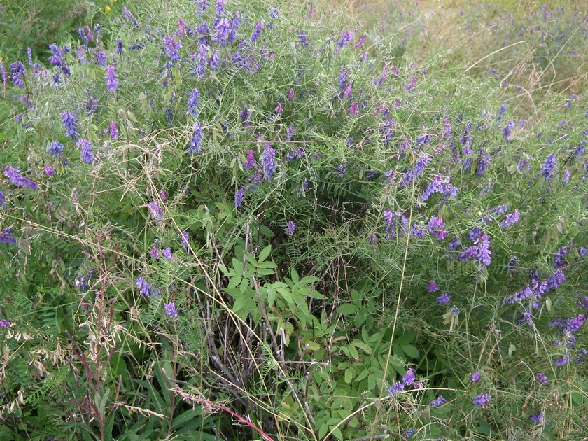 Image of Vicia cracca specimen.