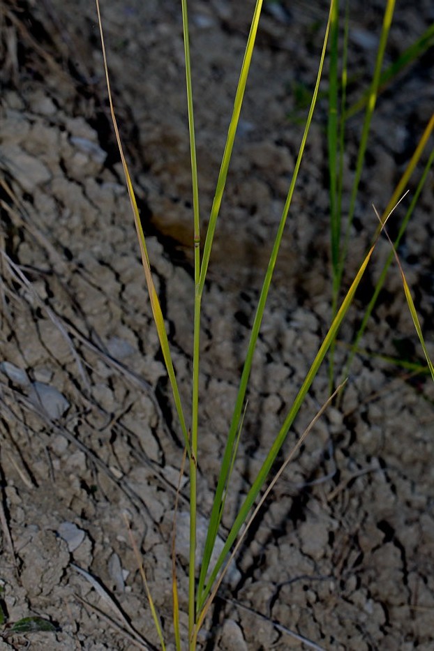 Изображение особи Calamagrostis epigeios.