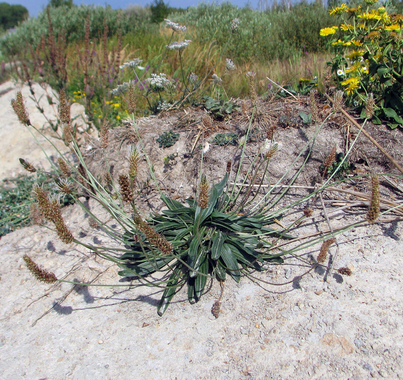 Image of Plantago lanceolata specimen.