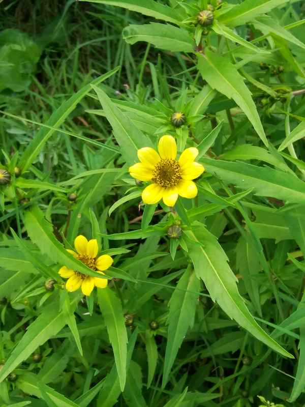 Изображение особи Bidens cernua var. radiata.