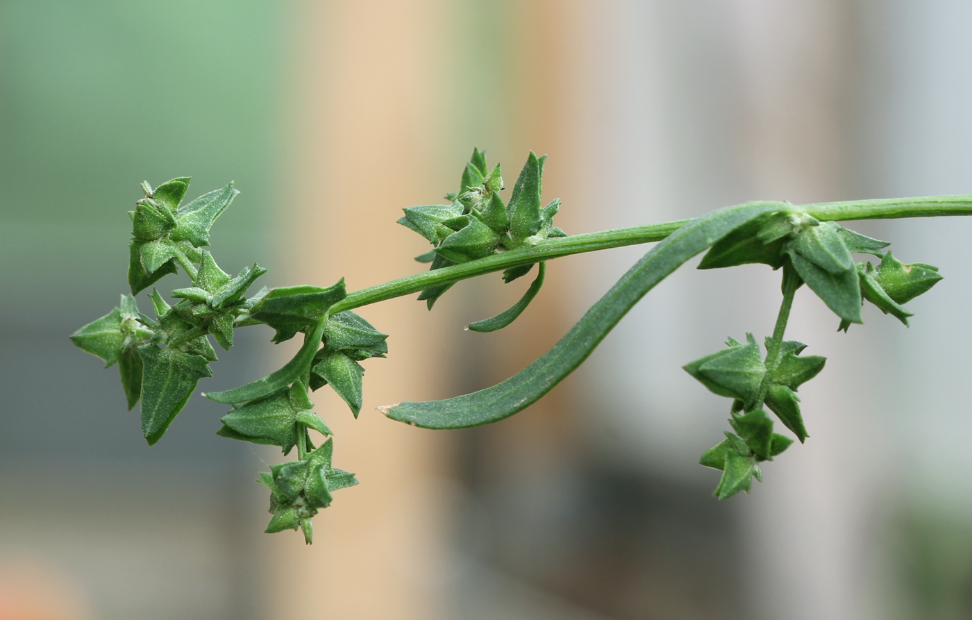 Image of Atriplex patula specimen.