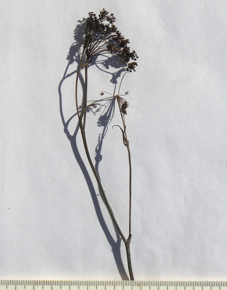 Image of Pimpinella rhodantha specimen.