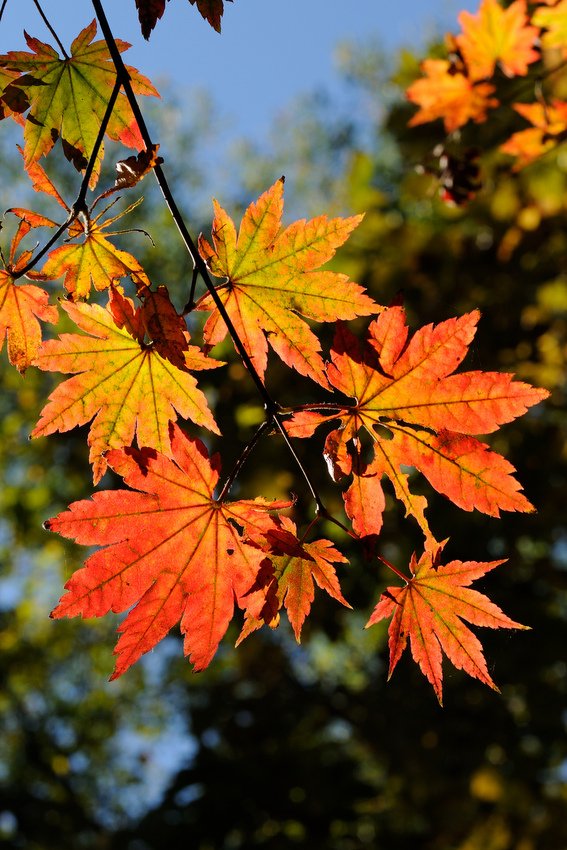 Image of Acer pseudosieboldianum specimen.