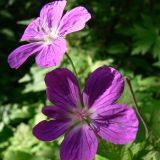 Geranium palustre. Цветки. Московская обл., окр. г. Чехов, березняк. 08.07.2008.