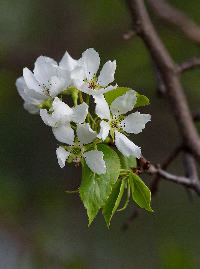 Изображение особи Pyrus ussuriensis.