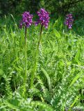 Anacamptis подвид caucasica