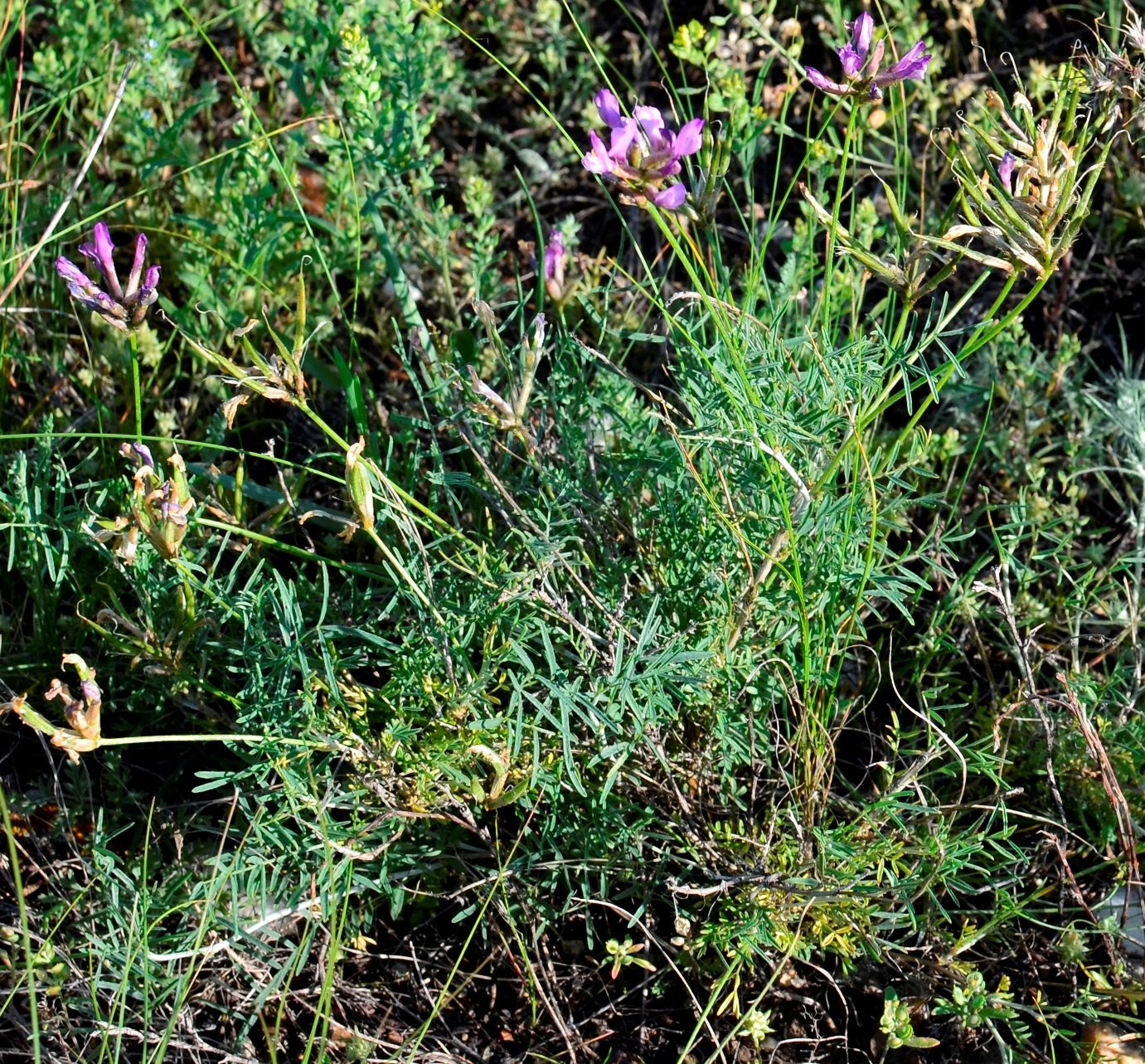 Изображение особи Astragalus temirensis.