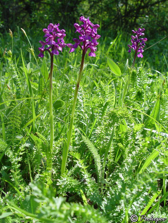 Изображение особи Anacamptis morio ssp. caucasica.